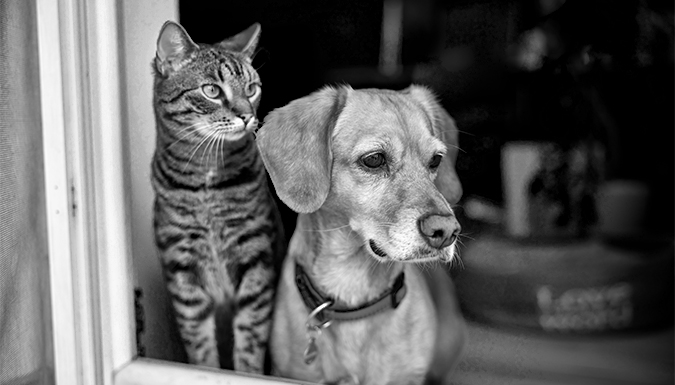 A dog and cat staring out a window.