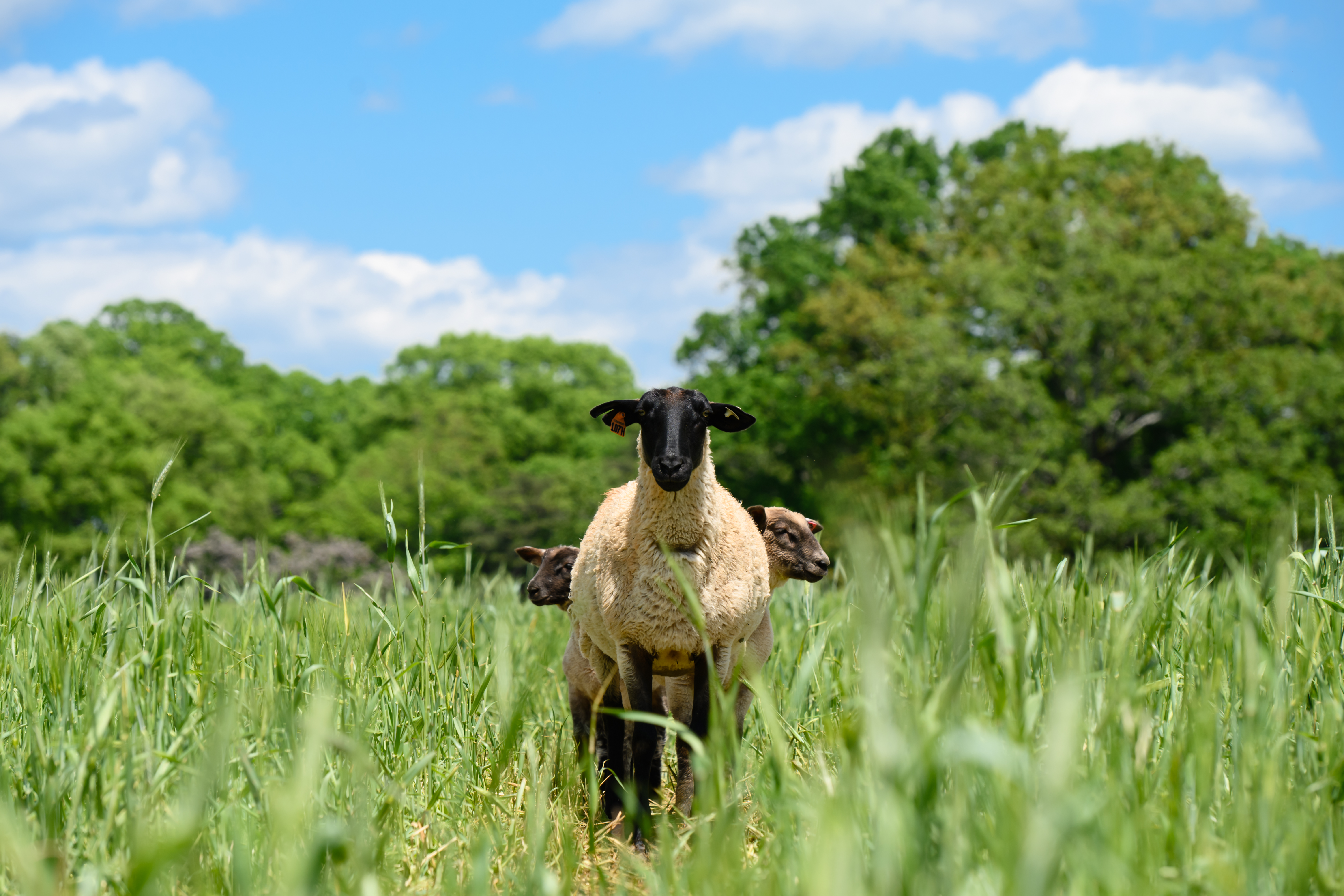 Adult female sheep with her lambs standing in a lush green field.